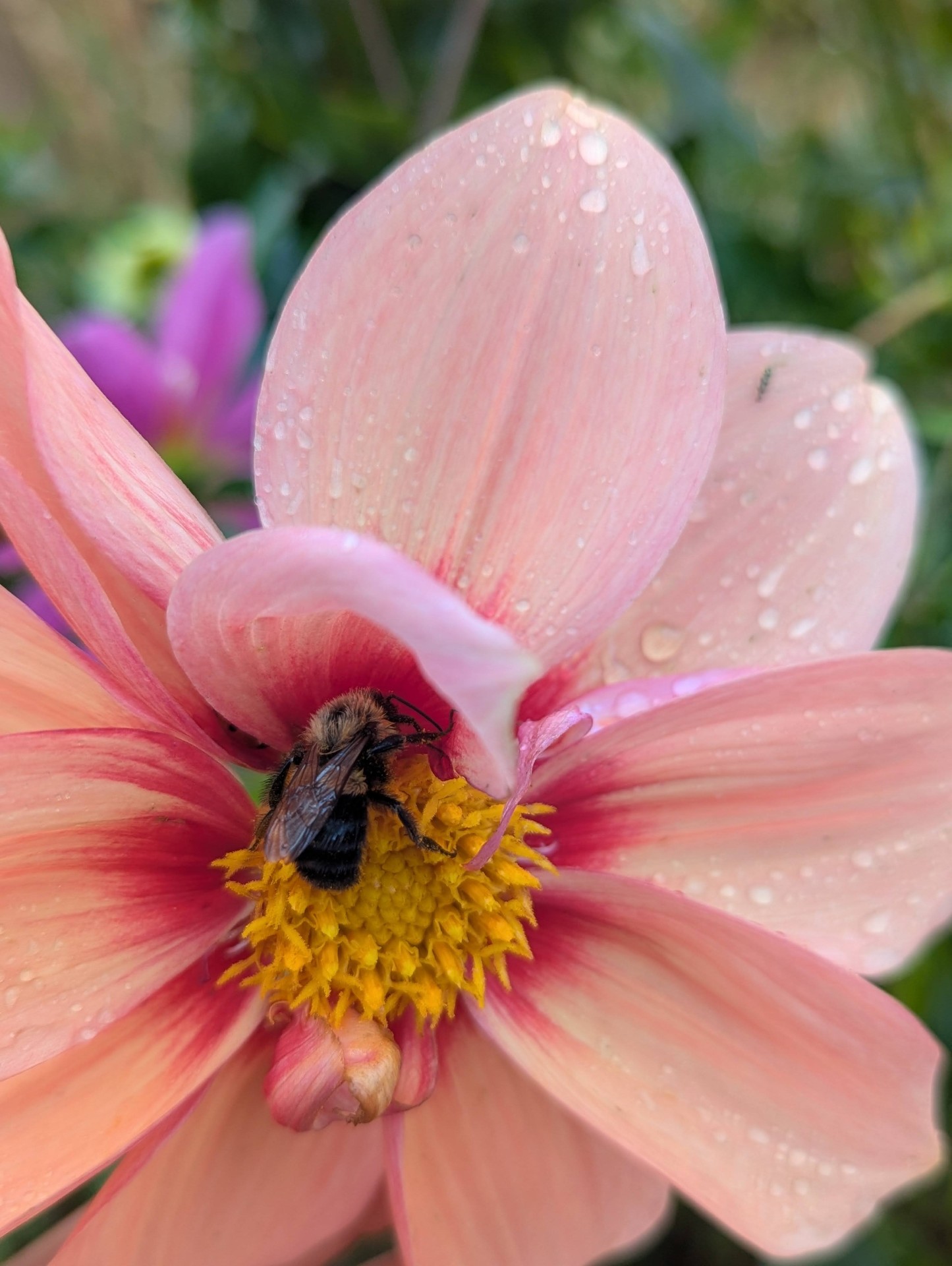 A bee gathering pollen from a peach dahlia