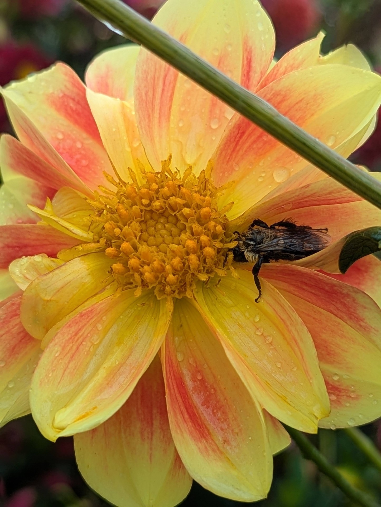 A bee on a yellow and coral dahlia after rain