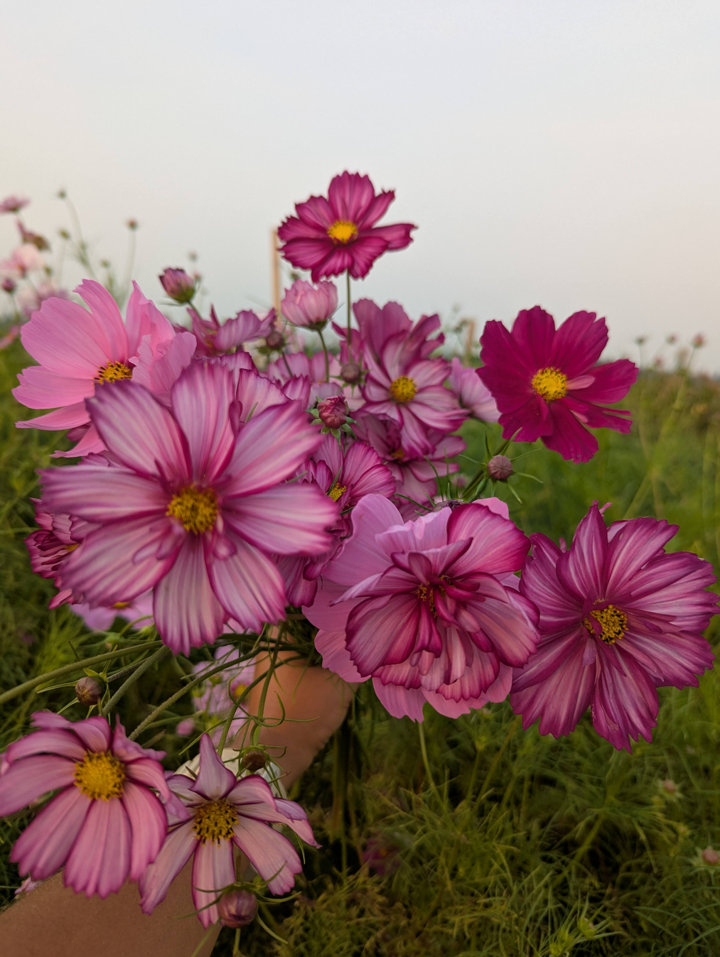A handful of pink cosmos in the field at dusk