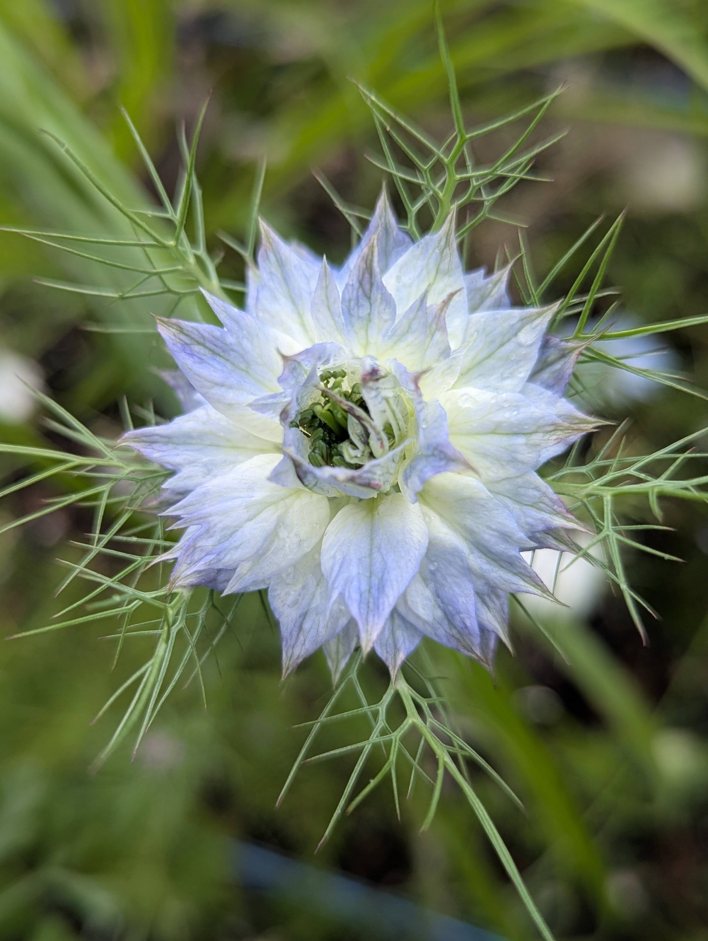 A pale blue nigella flower in bloom