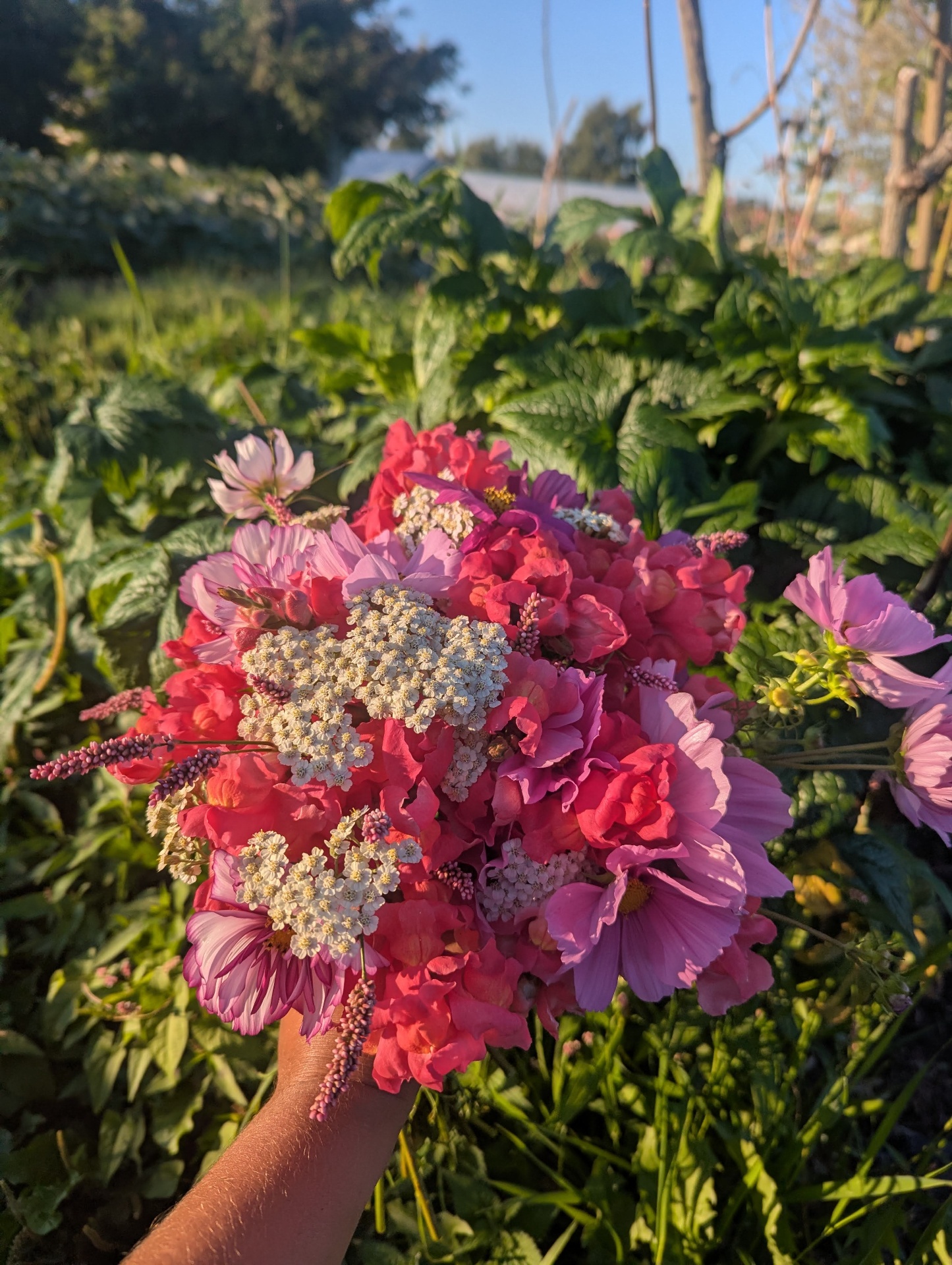 A bouquet of yarrow, snapdragons and cosmos held up in the field