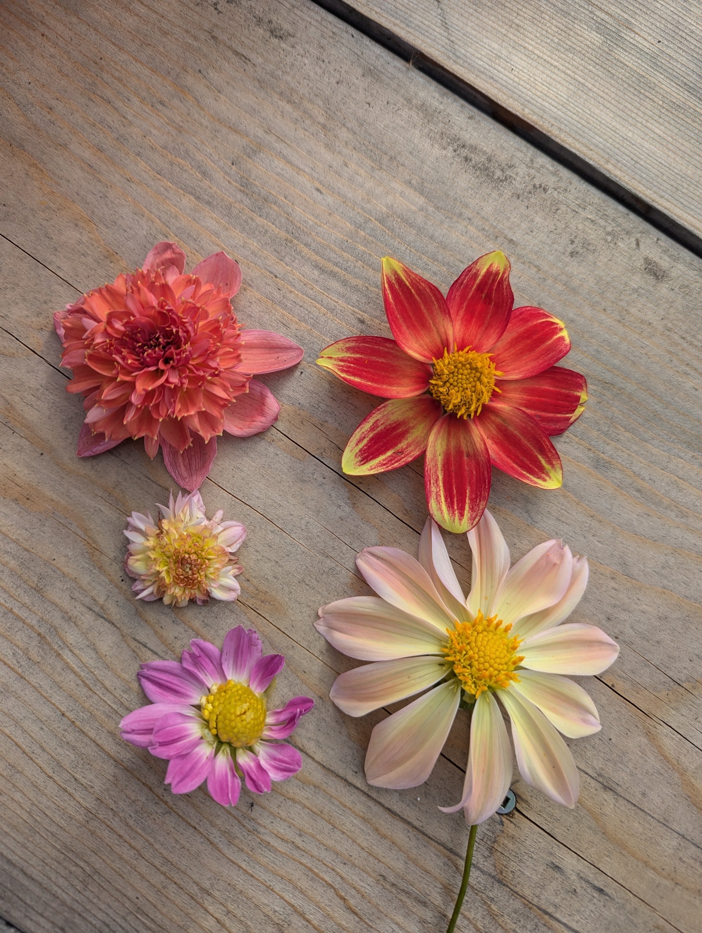 A collection of hand-picked dahlias and cosmos laid out on weathered wood